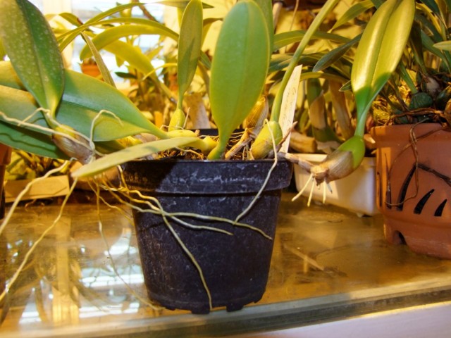 Czas przesadzić na deskę.jpg