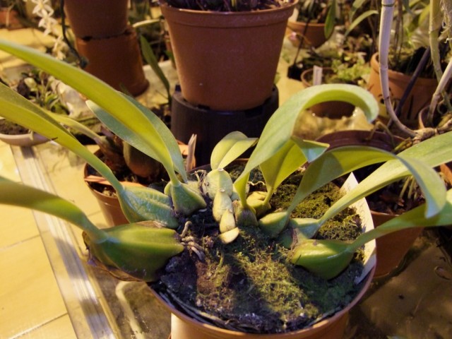 Równie dobrze rosną na podstawce pod kwiaty.jpg