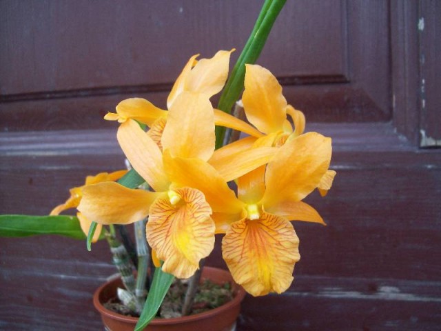 Firebird bliżej.jpg