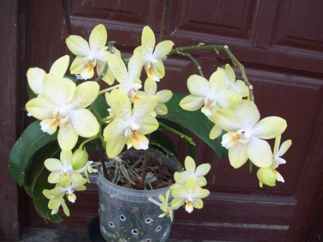 P.banana w poprzek.jpg