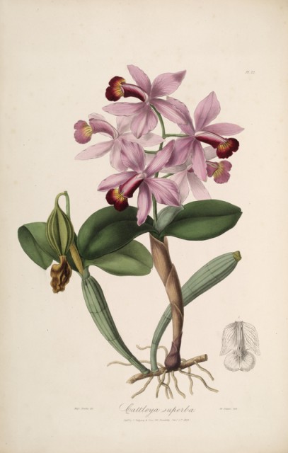 Cattleya superba.jpg