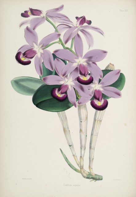 Cattleya superba 2.jpg