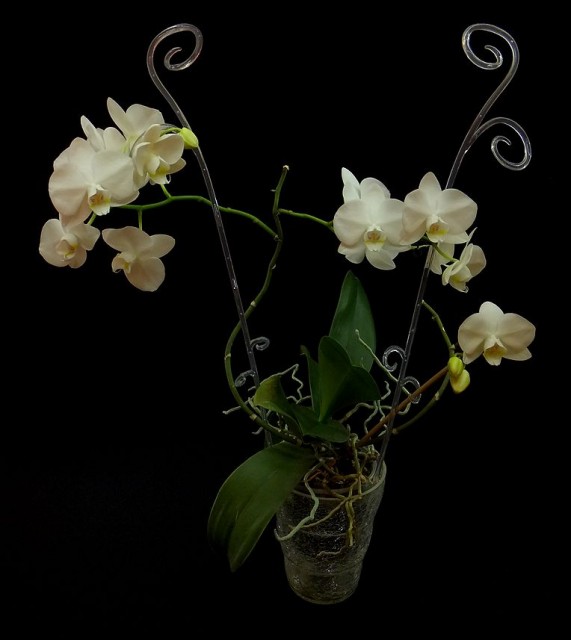 orchidea1_1_30_12_2013.jpg