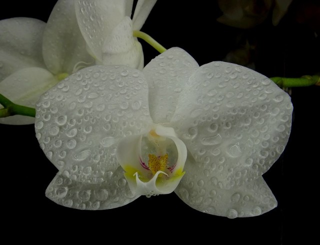 orchidea1_1_06_01_2014.jpg