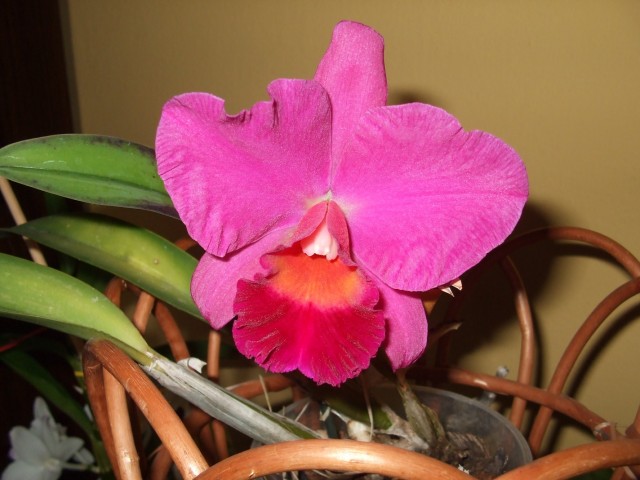 DSCF8764 (1424 x 1068).jpg