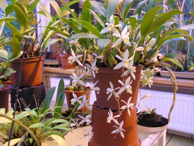 Coelogyne flacida.JPG