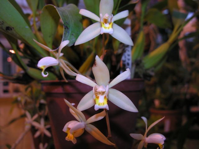 Coelogyne flacida,,.JPG