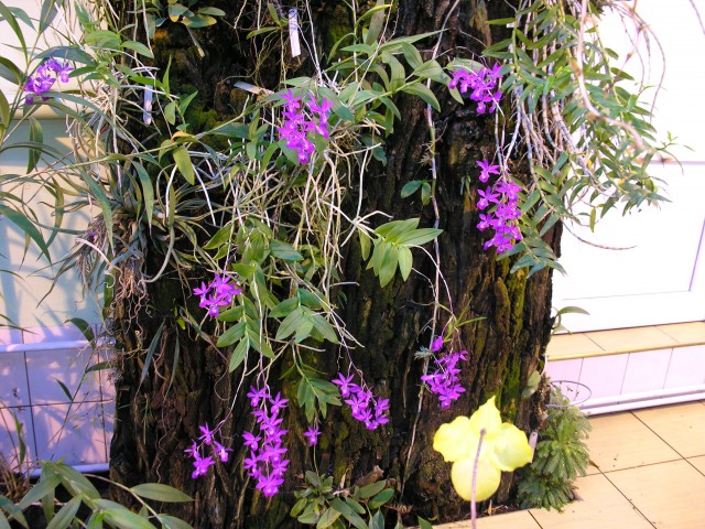 Barkeria cyclotella,.,.JPG