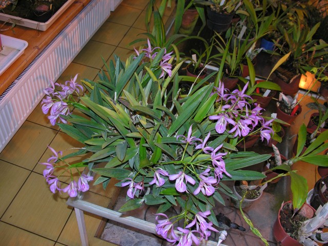 Brassocattleya Maikai 'Mazumi'.JPG