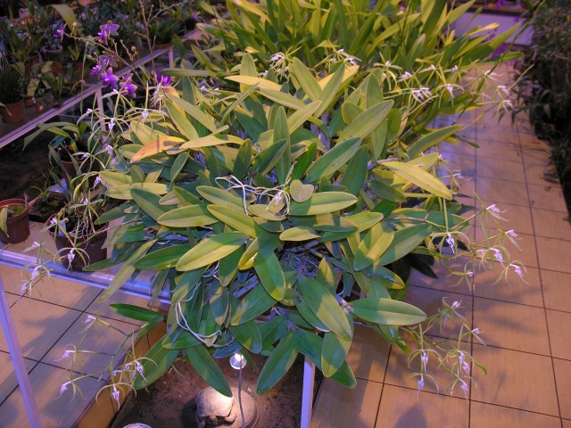 Epidendrum ciliare '.JPG