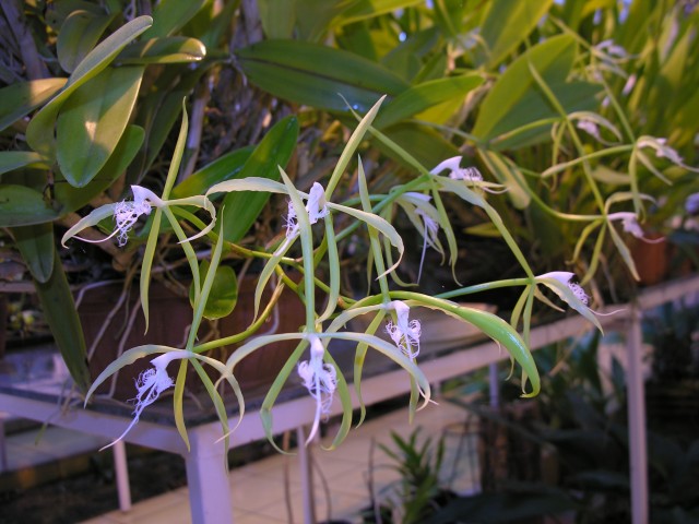 Epidendrum ciliare '..JPG