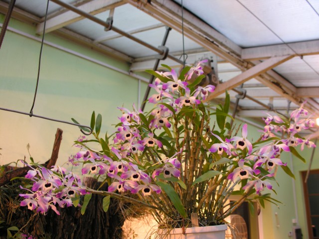 Dendrobium nobile....JPG