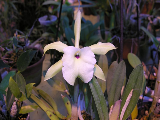 Rhyncholaelia glauca syn. Brassavola glayca.JPG