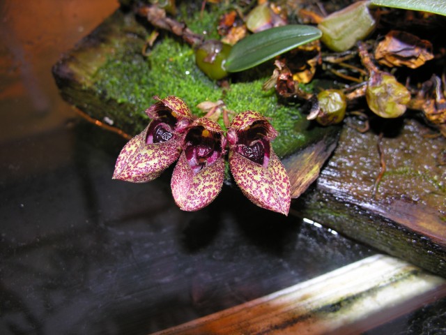 Bulbophyllum froshii.JPG