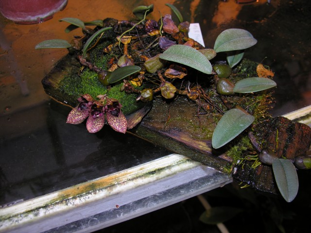 Bulbophyllum froshii..JPG