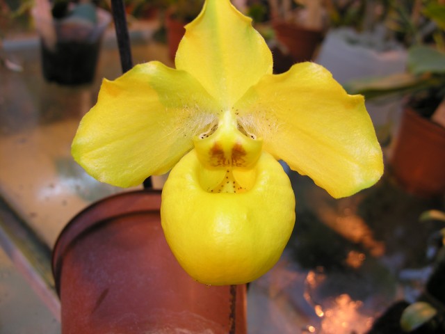 Bulbophyllum armeniacum.JPG