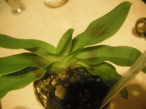 paphiopedilum primulinum.jpg