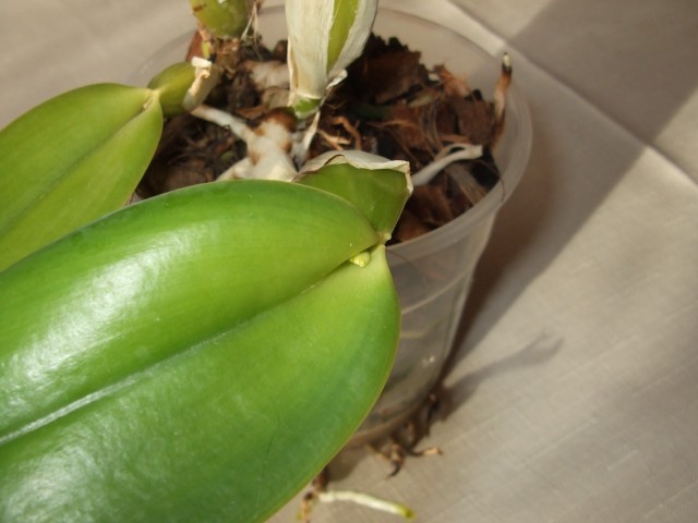 DSCF8781 (1424 x 1068).jpg