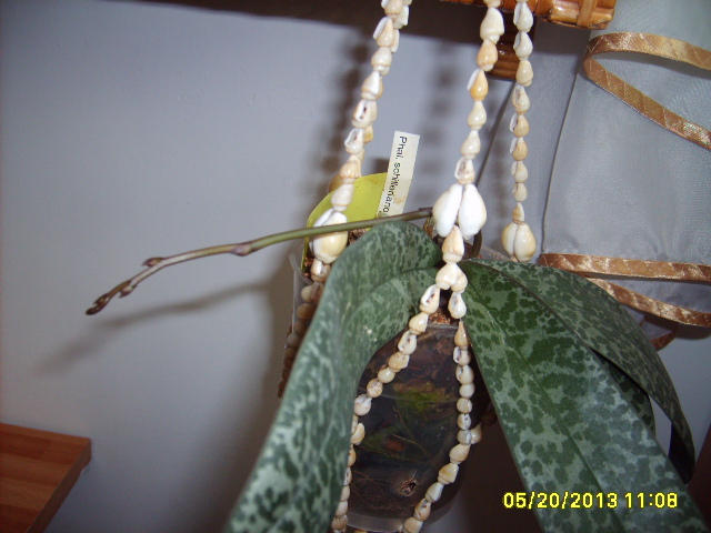 phal. Wiganiae pęd 25.12.2013.JPG