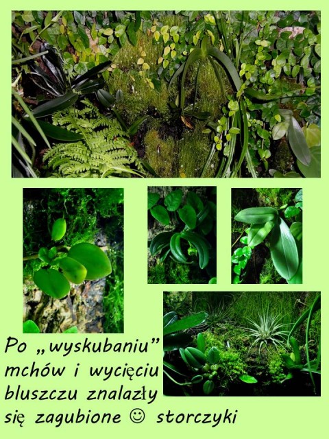 odnalezione roślinki.jpg