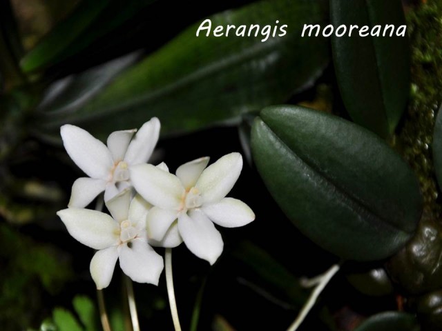Aerangis mooreana.jpg