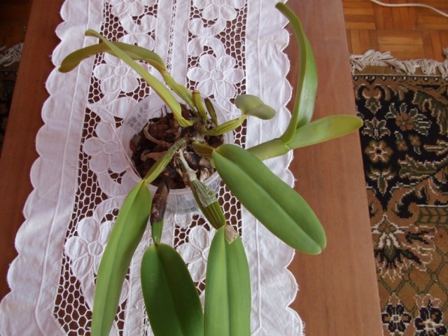 DSCF8795 (939 x 704).jpg