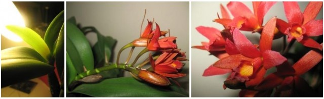 -s0.zmniejszacz.pl--s0.zmniejszacz.pl-Lc Rojo_zmniejszacz-pl_850806_520443.jpg