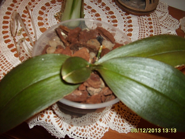 mini mark choryII.jpg