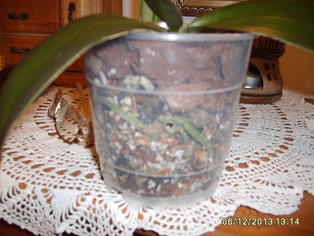 mini mark choryIII.jpg