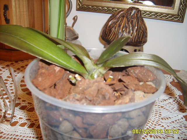 mini mark choryI.JPG