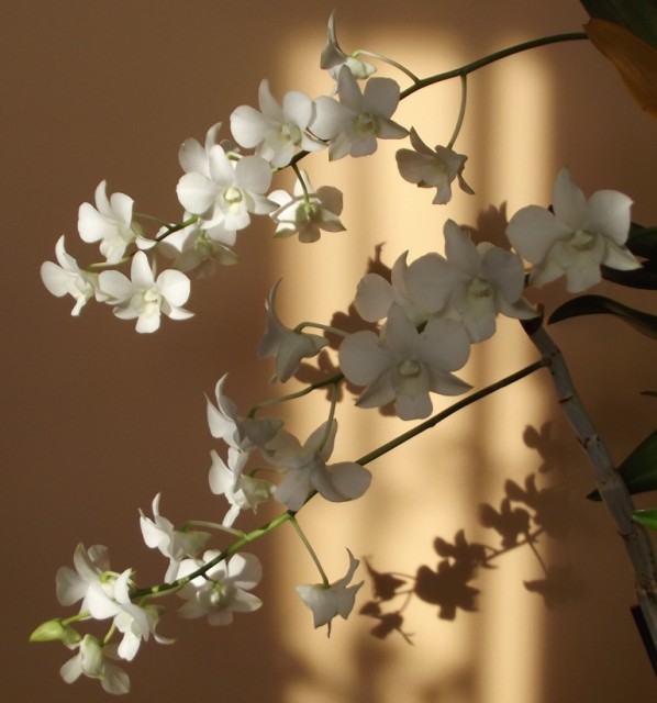 DSCF0195 — kopia.JPG