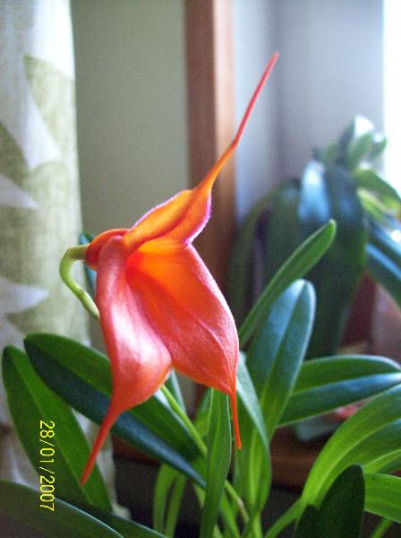 Kwiat Masdevalii Tala Sca.jpg