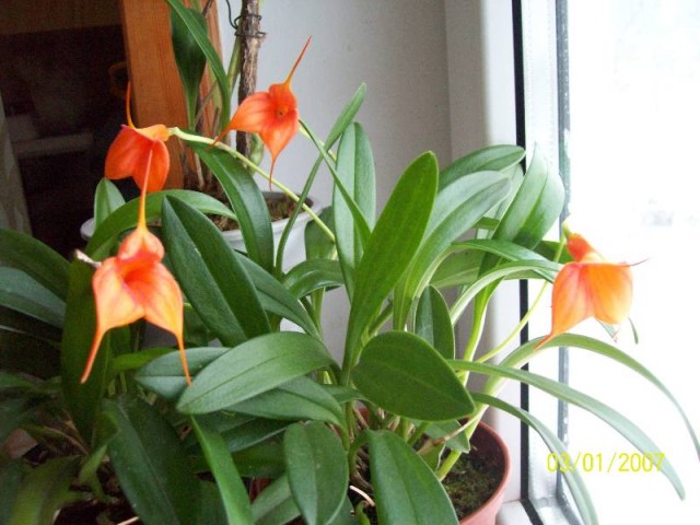 kwitnąca Tala Sca.jpg