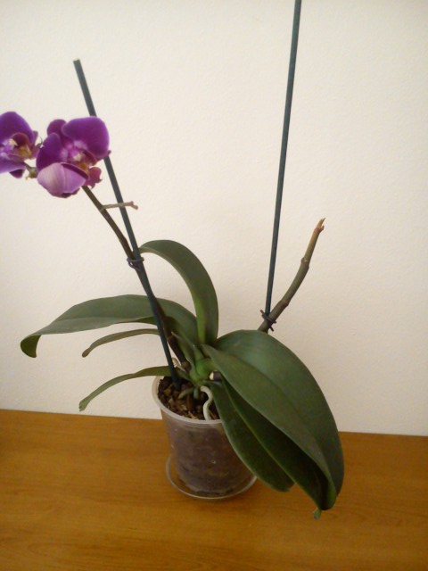 Cały storczyk Phalaenopsis.jpg