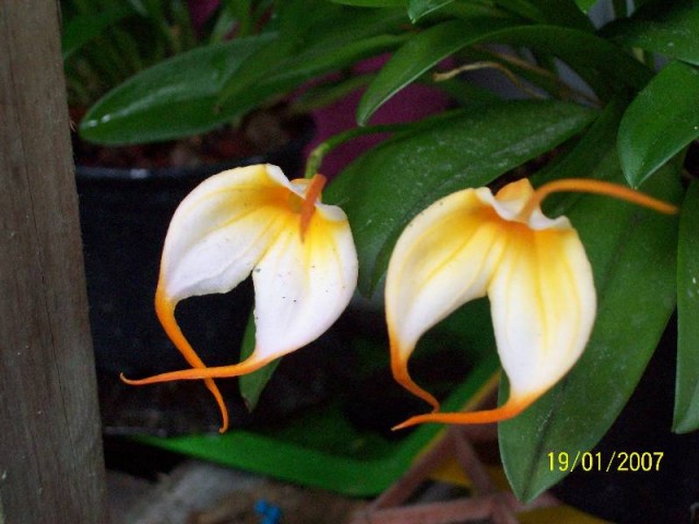 Masdevalia aquarius.jpg