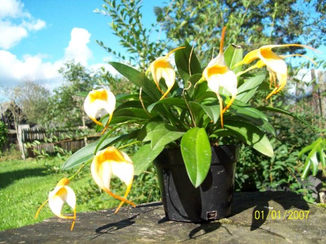 Masdevalia aquarius.jpg