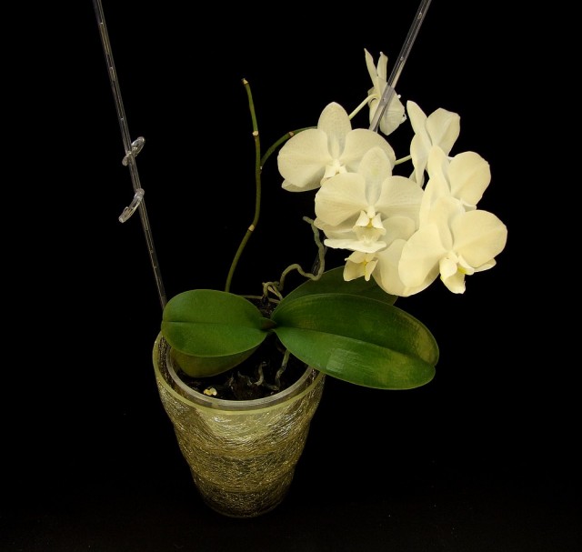 orchidea2_19_03_2014.jpg