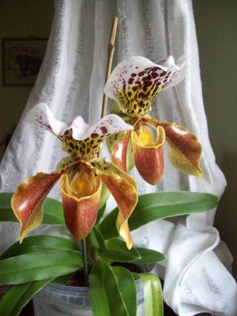 od Rysi wzdłuż.jpg