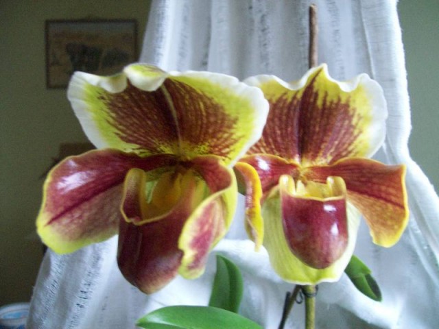 2 bulldogi - portret.jpg