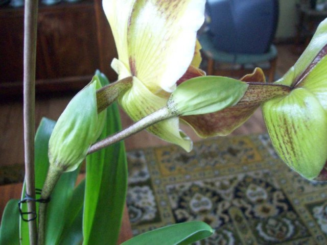 pęd kwiatowy bulldoga.jpg