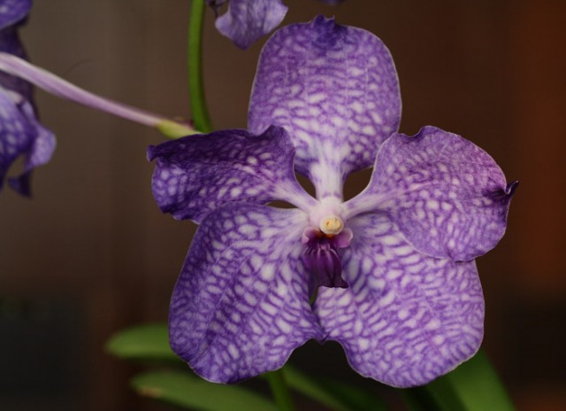 vanda blue1 700.jpg