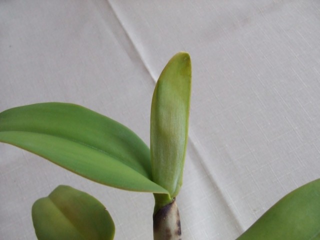 DSCF8831 (939 x 704).jpg