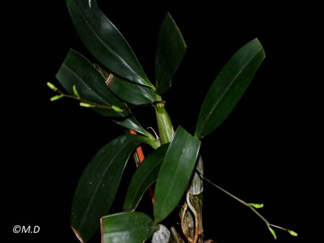D.herveyanum.jpg
