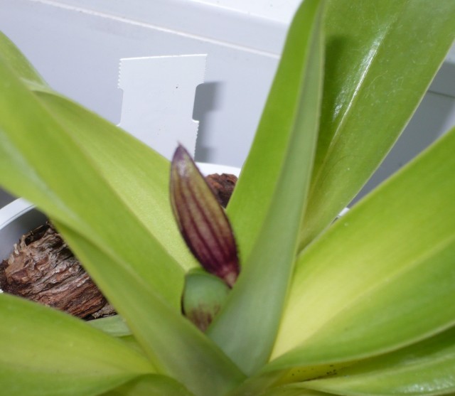 Filipiny początek.jpg