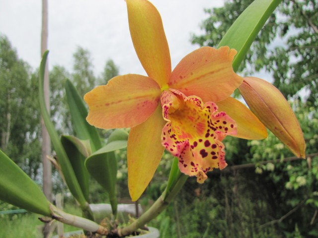 Blc Copper Queen 05.2014.JPG