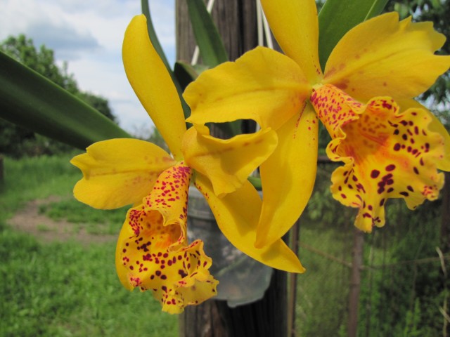 Blc Copper Queen-2.JPG