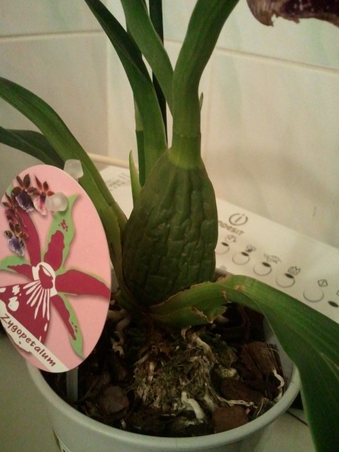 Pomarszczona pdeudobulwa.jpg