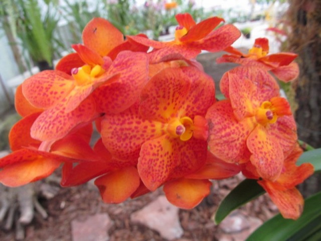 033 (kopiowanie).JPG