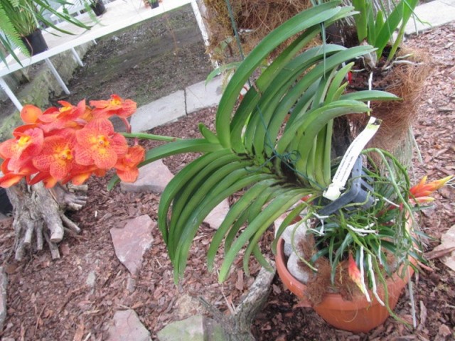 034 (kopiowanie).JPG