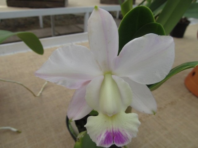 043 (kopiowanie).JPG